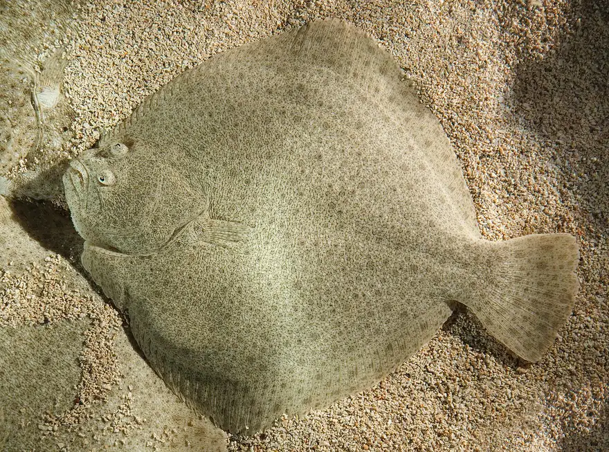 A live turbot, or calcan, a large flat fish with both eyes on one side, resting on sand