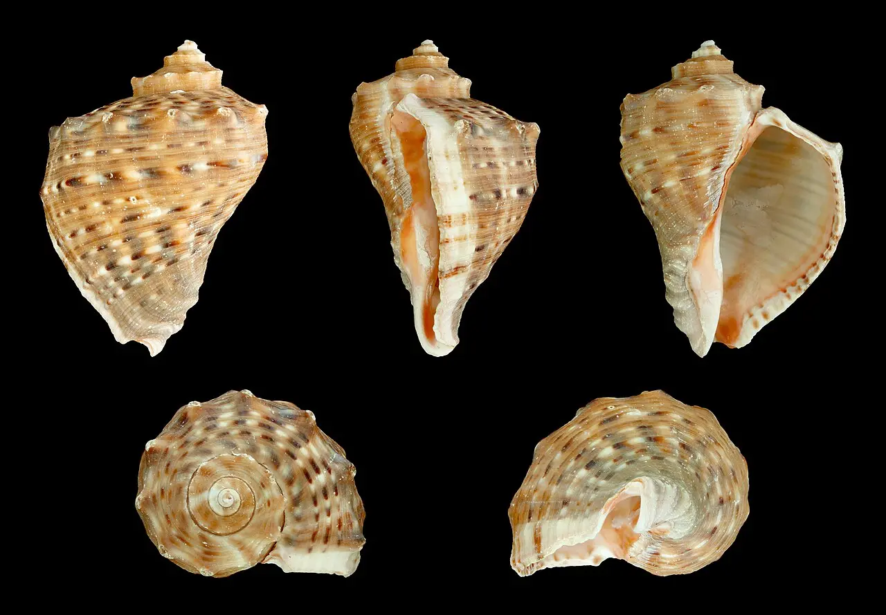 Close-up of a rapana venosa shell, a large spiral marine snail shell with a ridged, spiky surface