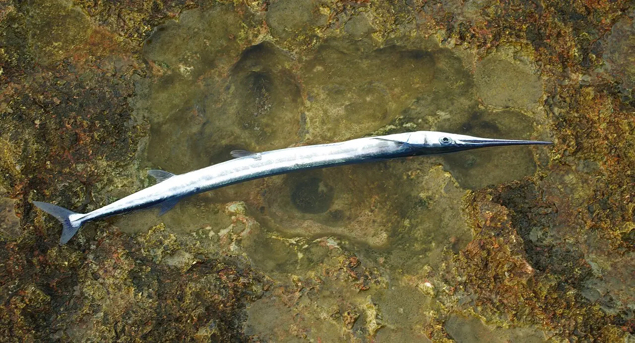 A whole garfish, or zargan, a long slender silver fish with a needle-like beak