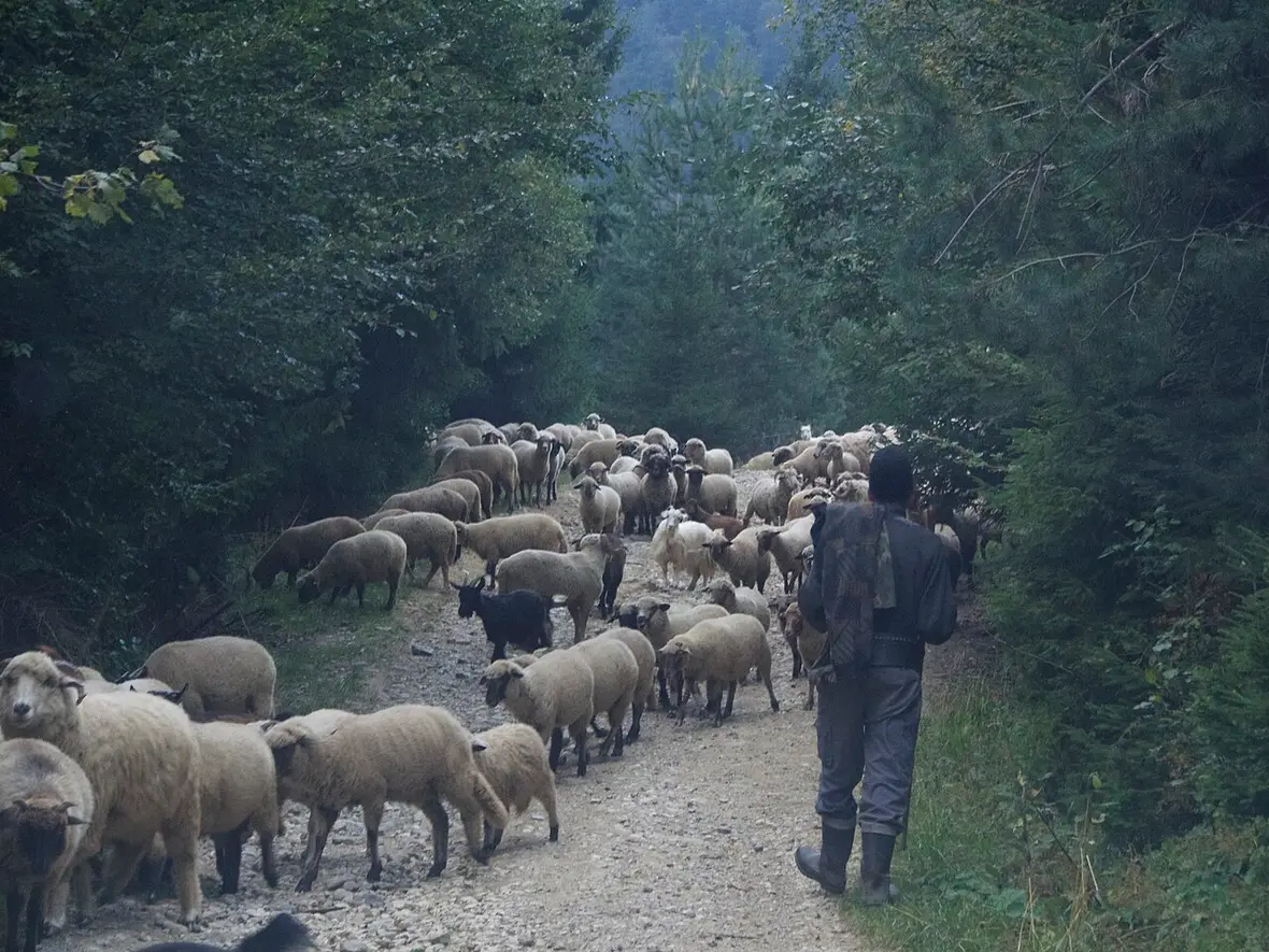 A flock of sheep grazing on a Transylvanian hillside below wooded slopes