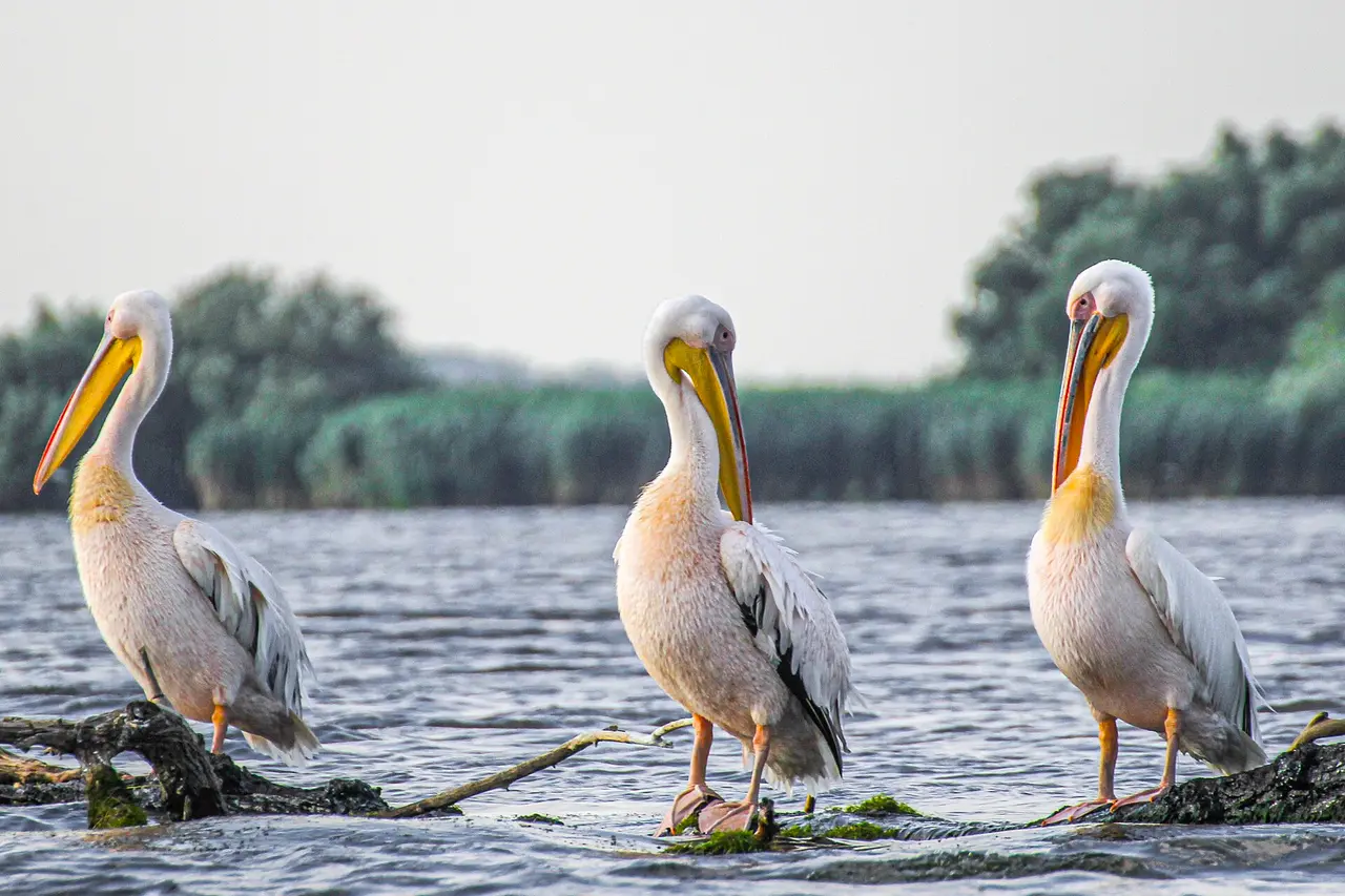 A raft of white pelicans on the water in the Danube Delta, wings and bills catching the light, the spring wildlife that makes May the delta's best month
