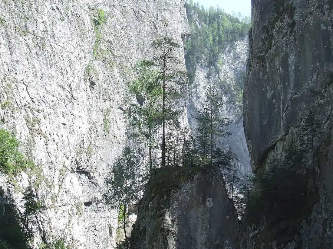 Sheer pale limestone walls closing in on both sides of the Bicaz Gorge, with pines growing out of a rock ledge in the middle of the gap