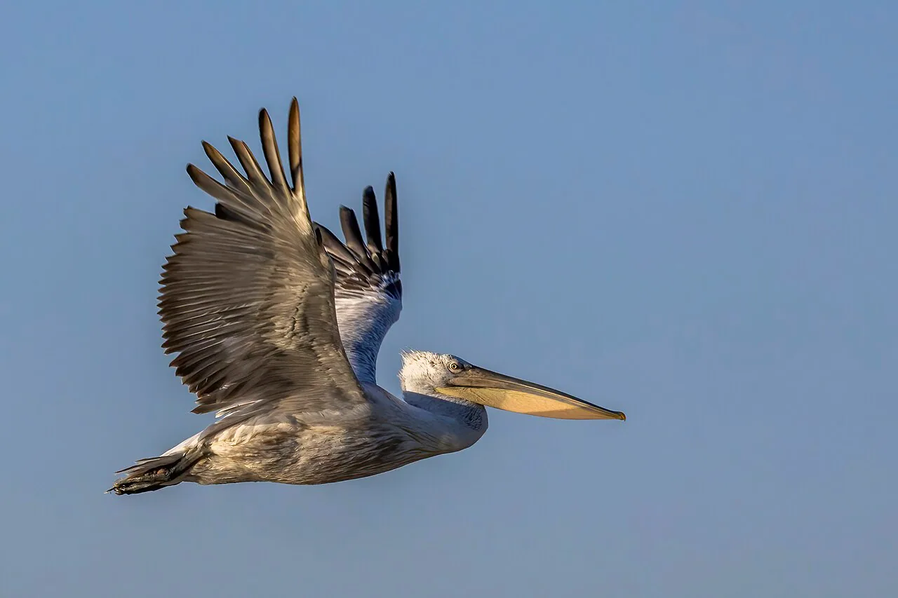 A Dalmatian pelican in flight over the Danube Delta