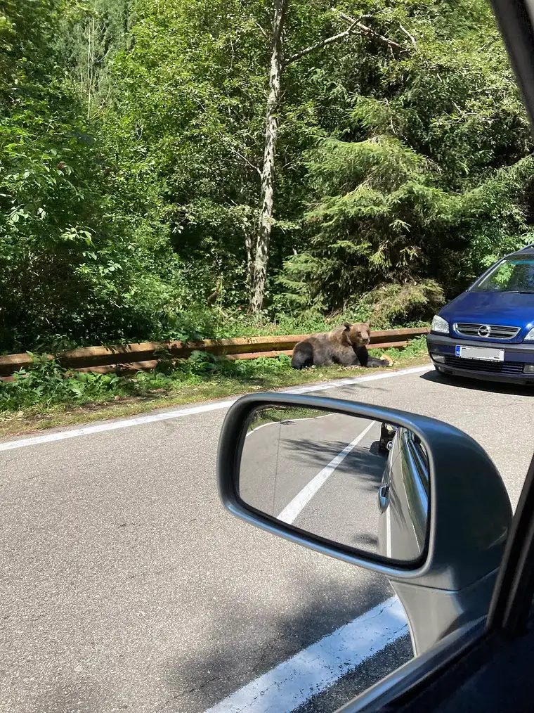 A wild brown bear standing at the edge of a mountain road in the Romanian Carpathians, the kind of roadside encounter tourists are warned not to stop for