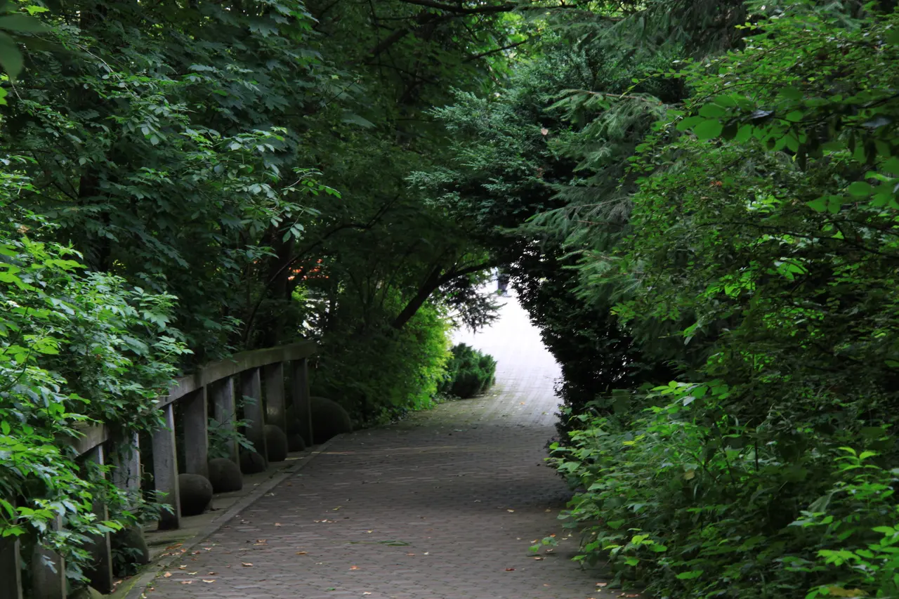 A shaded gravel path curving through dense green foliage in the Alexandru Borza Botanical Garden in Cluj-Napoca