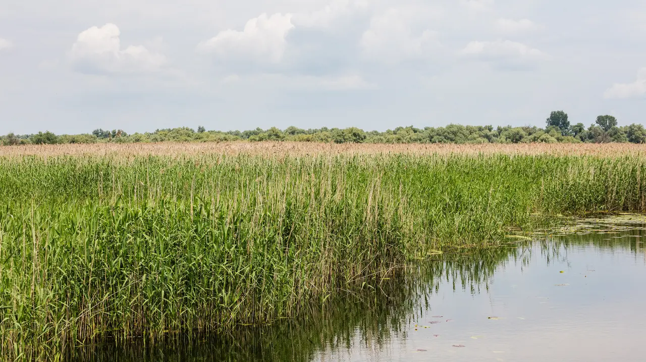 A quiet Danube Delta channel walled with tall green and golden reeds, their reflection breaking on the still water under a summer sky