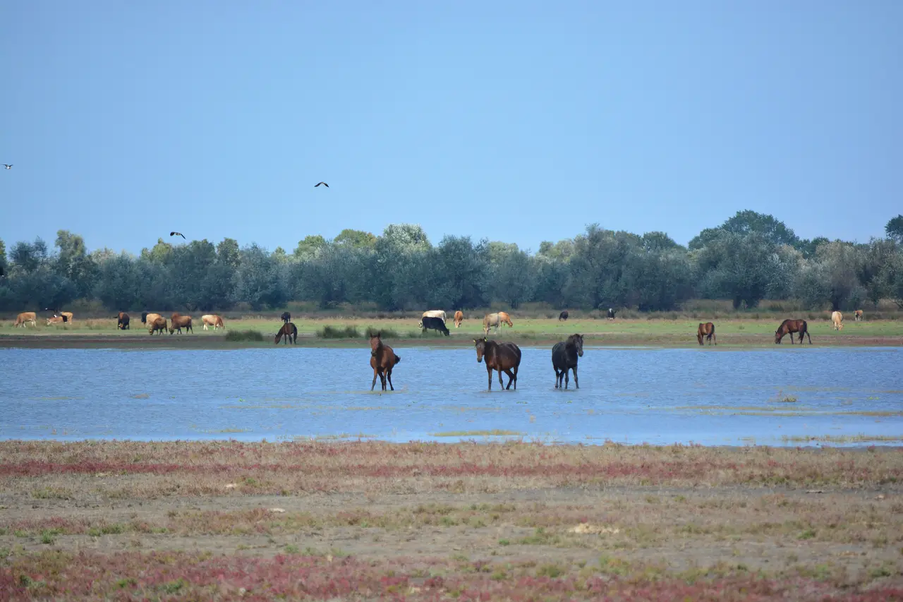 Semi-feral horses wading through shallow flooded grassland in the Letea area of the Danube Delta, with cattle grazing and forest on the horizon
