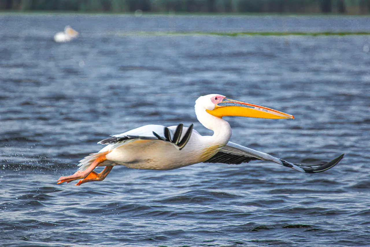 A great white pelican flying low over the water of a Danube Delta lake, wings spread, orange bill and legs catching the light