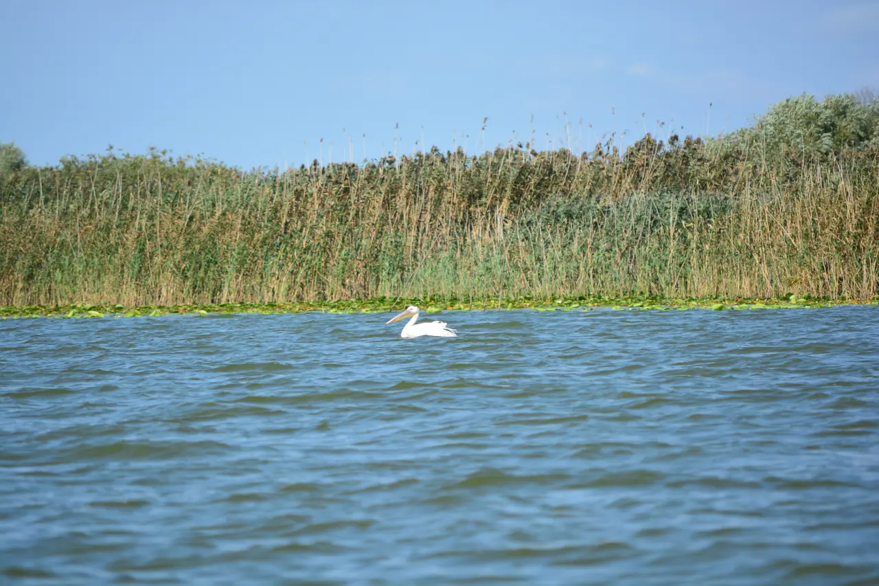 A great white pelican floating on open water in front of a wall of reeds and floating lily leaves in the Danube Delta