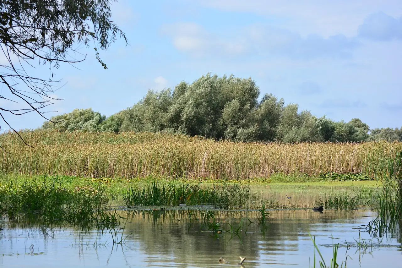 A still Danube Delta channel lined with tall reeds and willows, its trees reflected in calm water under a summer sky