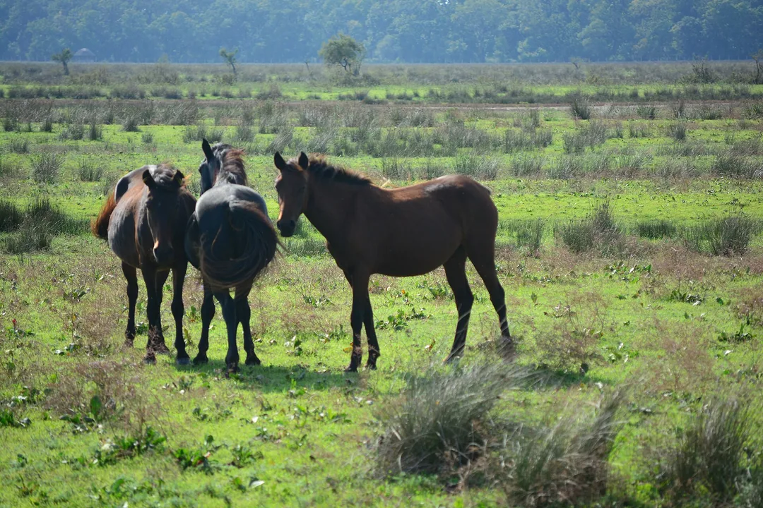 Three semi-feral horses standing in green grassland in front of the Letea forest in the Danube Delta