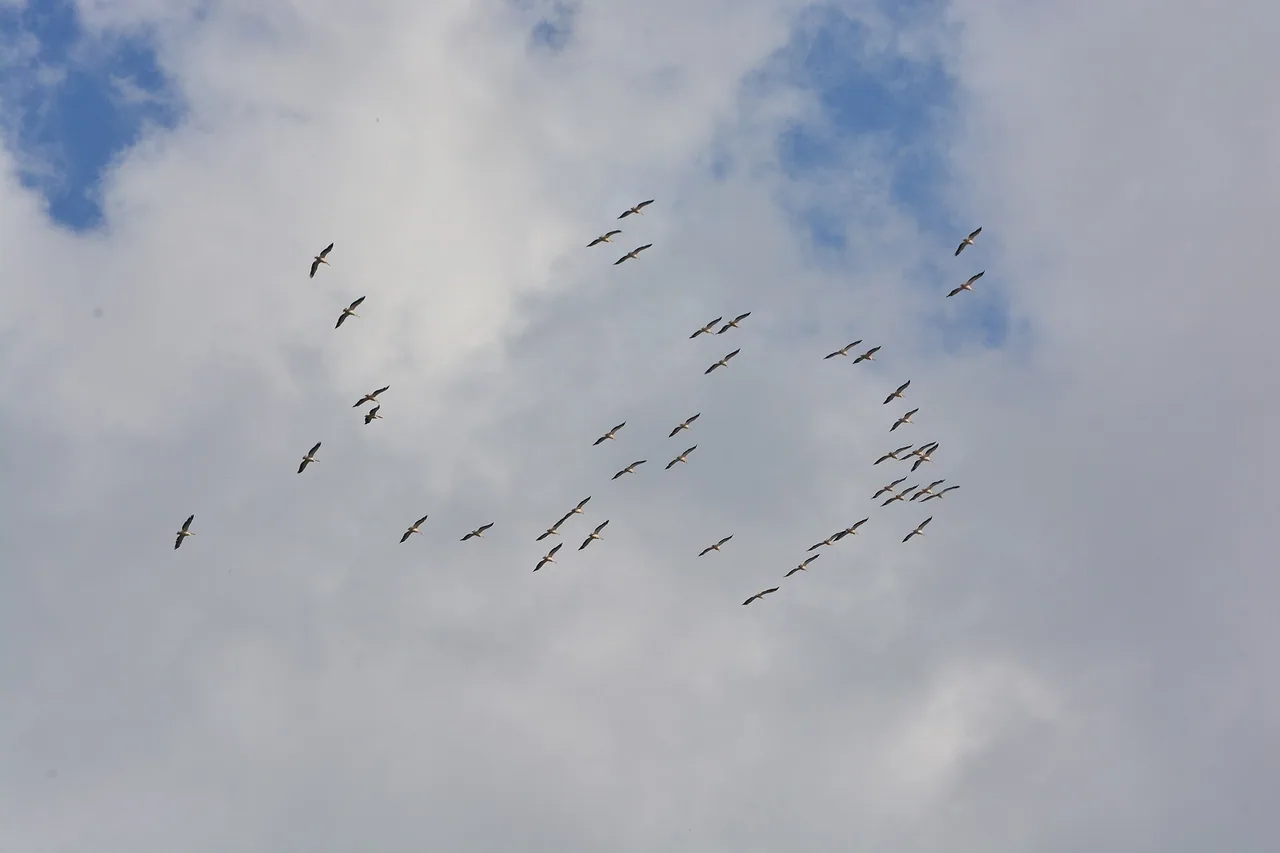 A flock of great white pelicans soaring in a loose spiral against a pale summer sky over the Danube Delta