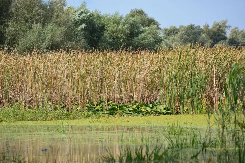 A wall of golden reeds and water lilies along a shallow Danube Delta channel