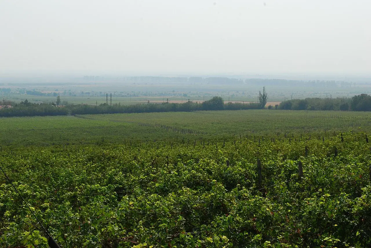Rows of vines stretching toward low hills at the winemaking research vineyard in Pietroasele, in the Buzau county end of the Dealu Mare wine region