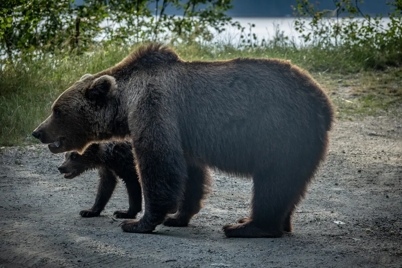 A brown bear and its cub standing on a roadside in Romania, the kind of close encounter that tempts drivers to stop and photograph them on the Transfagarasan