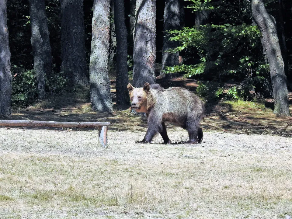 A single wild brown bear crossing a forest clearing in the Carpathian mountains of Romania in daylight