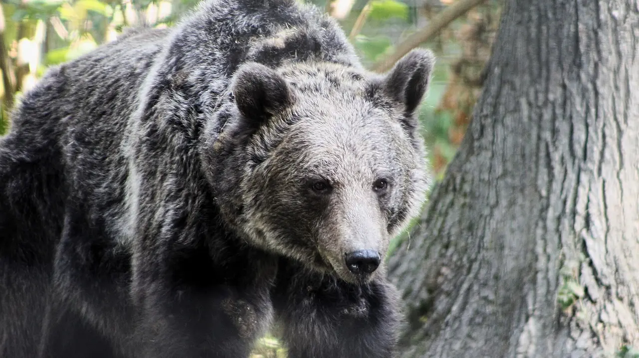 A brown bear standing beside a tree in the oak forest of the Libearty sanctuary near Zarnesti