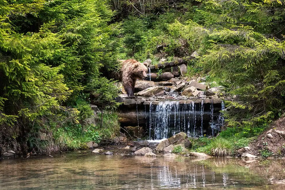 A wild brown bear standing in a Carpathian forest clearing