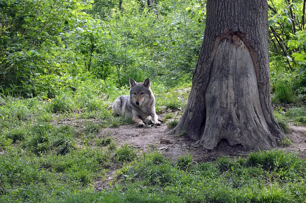 A grey wolf lying in the grass beside a large tree inside the Libearty sanctuary