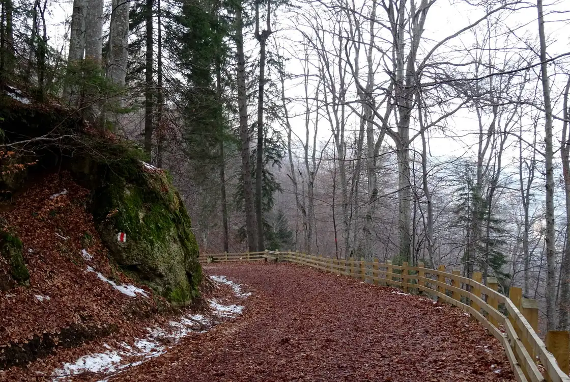 The Drumul Vechi trail above Brasov in late autumn, a broad gravelled track deep in beech leaves with a wooden railing on the valley side and a red and white waymark painted on a mossy rock