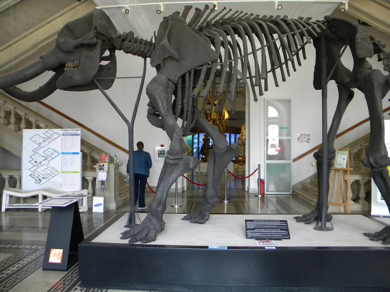 The mounted skeleton of a large prehistoric elephant relative standing in the entrance hall of the Antipa museum in Bucharest