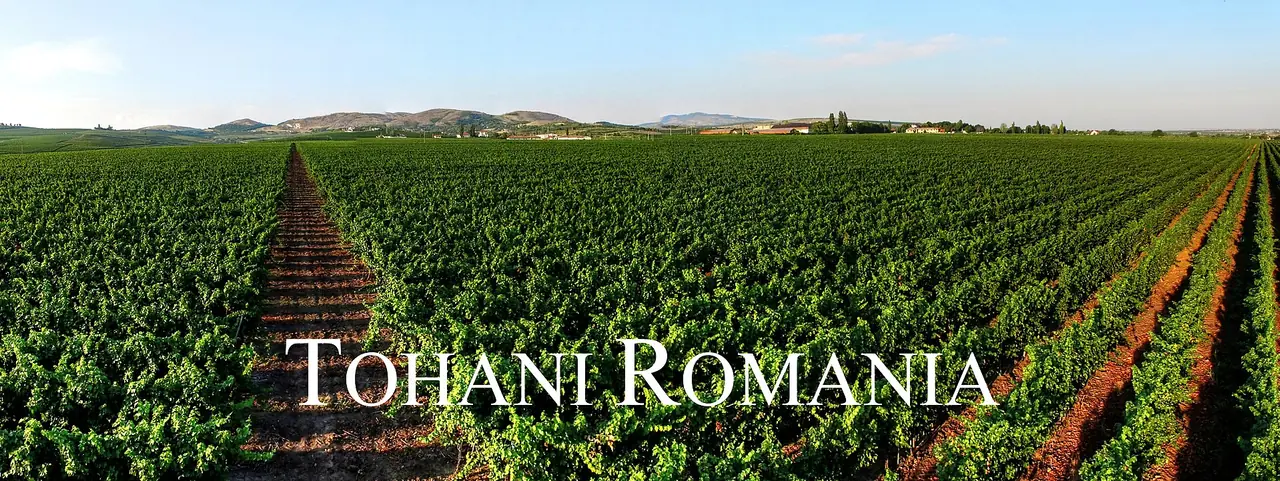 Panorama of vineyards and wooded hills at Tohani in the Dealu Mare wine region of Romania
