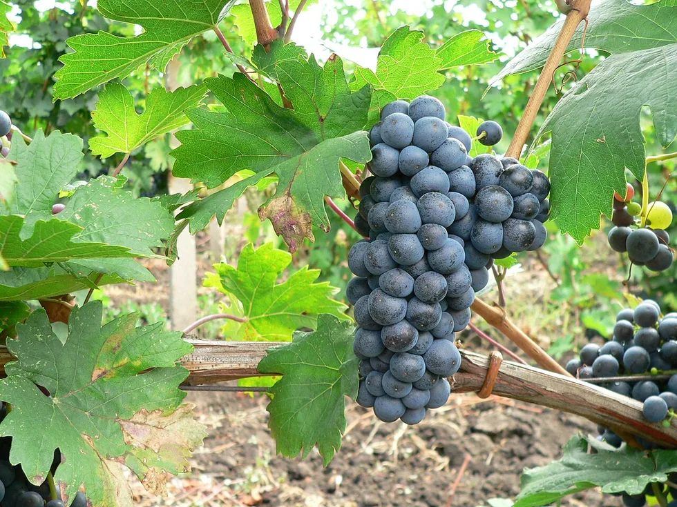 A dark bunch of Feteasca Neagra grapes hanging on the vine among green leaves