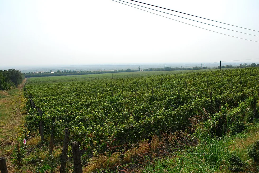 Rows of vines at the Pietroasele vineyard in Buzau county under a wide sky