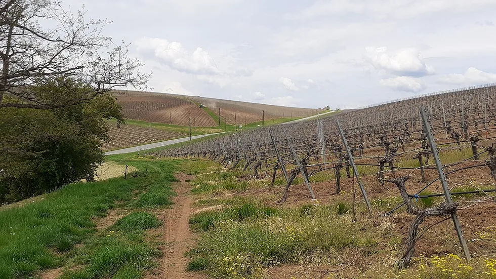 Rows of vines running towards low hills in the Recas vineyards of western Romania