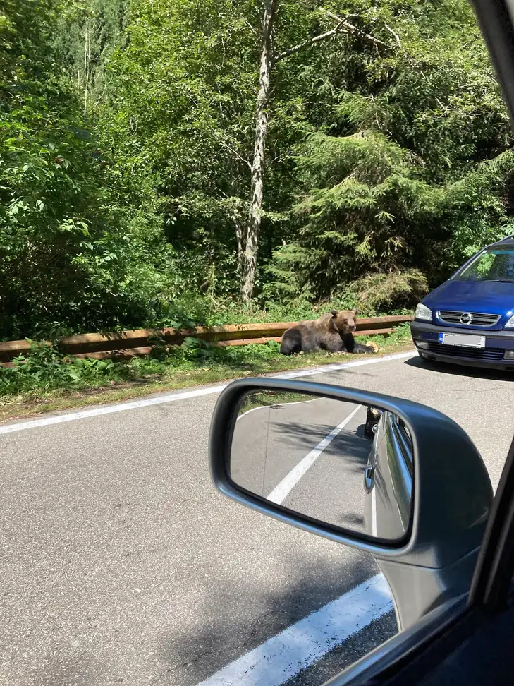 A brown bear sitting at the edge of the Transfagarasan, a common and hazardous roadside sight