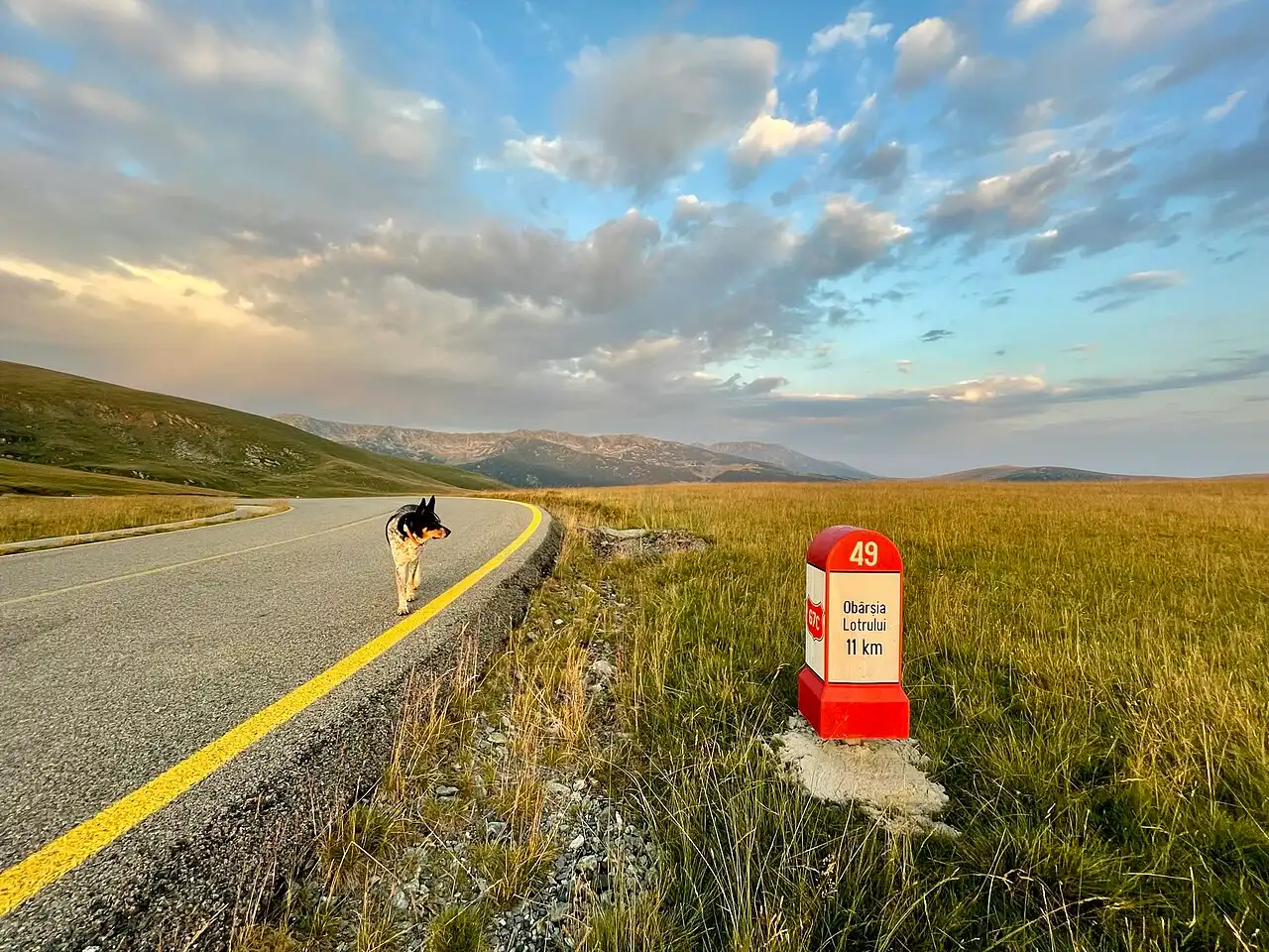 Empty Transalpina tarmac curving through high grass at golden hour, a red kilometre marker for Obarsia Lotrului at the verge