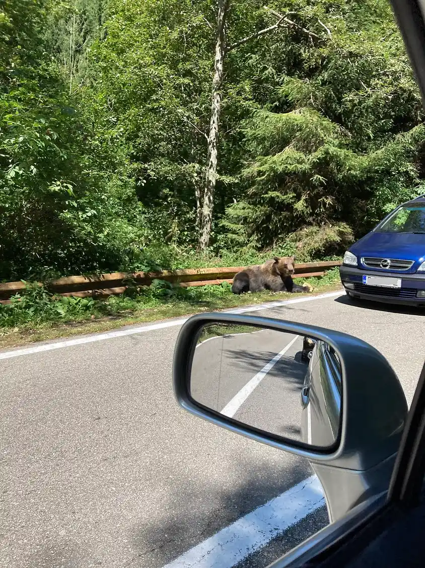 A brown bear sitting beside a mountain road behind a guardrail, seen from inside a passing car with the wing mirror in the frame