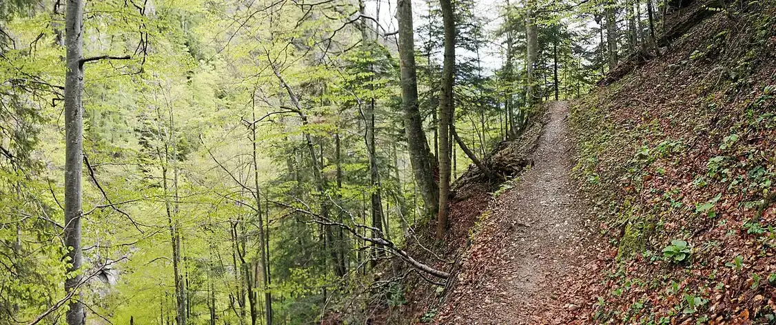 A narrow hiking trail cutting across a steep forested slope in the Carpathian mountains of Romania