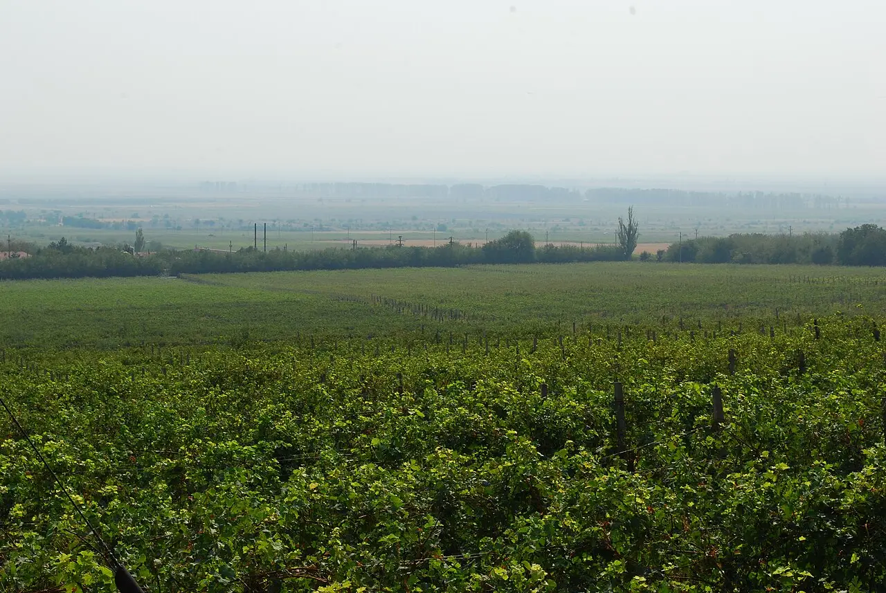 Rows of vines at the Pietroasele vineyard on the plain in Buzau county, Romania